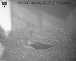 Capi_Dubne_20260523_033002.jpg