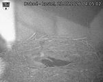 Capi_Dubne_20260523_040502.jpg