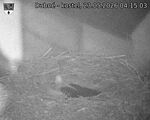 Capi_Dubne_20260523_041503.jpg