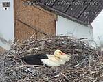 Capi_Dubne_20260523_051004.jpg