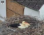 Capi_Dubne_20260523_051502.jpg