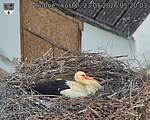 Capi_Dubne_20260523_052003.jpg
