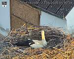 Capi_Dubne_20260523_054004.jpg