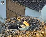 Capi_Dubne_20260523_054503.jpg