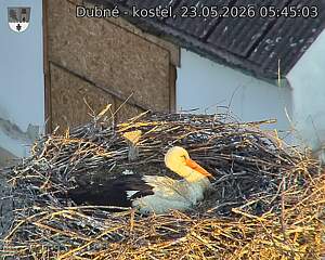 Capi_Dubne_20260523_054503.jpg (1350&nbsp;x&nbsp;1080)