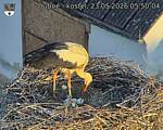 Capi_Dubne_20260523_055004.jpg