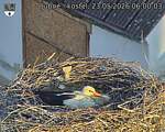 Capi_Dubne_20260523_060003.jpg