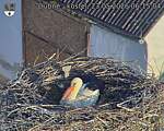 Capi_Dubne_20260523_061504.jpg