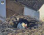 Capi_Dubne_20260523_062003.jpg