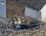 Capi_Dubne_20260523_062504.jpg