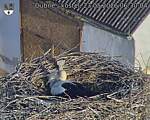 Capi_Dubne_20260523_063004.jpg