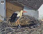 Capi_Dubne_20260523_065503.jpg