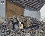 Capi_Dubne_20260523_070502.jpg