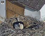 Capi_Dubne_20260523_071504.jpg