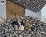Capi_Dubne_20260523_074004.jpg