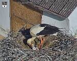 Capi_Dubne_20260523_075004.jpg