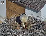 Capi_Dubne_20260523_080504.jpg