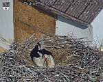Capi_Dubne_20260523_081503.jpg