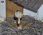 Capi_Dubne_20260523_085504.jpg