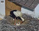 Capi_Dubne_20260523_090002.jpg