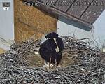 Capi_Dubne_20260523_090504.jpg