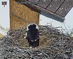 Capi_Dubne_20260523_093002.jpg