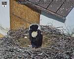 Capi_Dubne_20260523_095002.jpg
