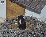 Capi_Dubne_20260523_095503.jpg