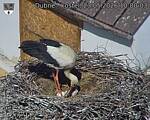 Capi_Dubne_20260523_100003.jpg