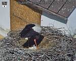 Capi_Dubne_20260523_100504.jpg