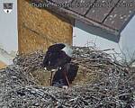 Capi_Dubne_20260523_102004.jpg