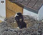 Capi_Dubne_20260523_102503.jpg