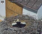 Capi_Dubne_20260523_103004.jpg