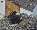 Capi_Dubne_20260523_104003.jpg