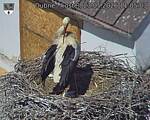 Capi_Dubne_20260523_110503.jpg