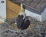 Capi_Dubne_20260523_111003.jpg