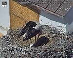 Capi_Dubne_20260523_113503.jpg