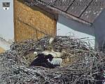 Capi_Dubne_20260523_120502.jpg