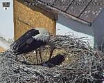 Capi_Dubne_20260523_122004.jpg