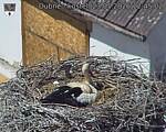Capi_Dubne_20260523_124502.jpg