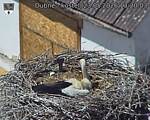 Capi_Dubne_20260523_132003.jpg