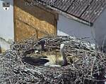 Capi_Dubne_20260523_140003.jpg