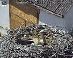 Capi_Dubne_20260523_140504.jpg