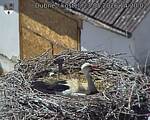 Capi_Dubne_20260523_142002.jpg