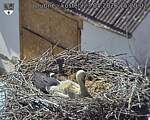 Capi_Dubne_20260523_152002.jpg