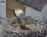 Capi_Dubne_20260523_160003.jpg