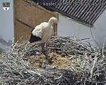 Capi_Dubne_20260523_164502.jpg
