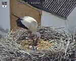Capi_Dubne_20260523_165003.jpg