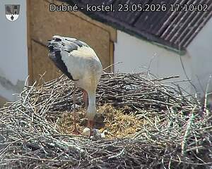 Capi_Dubne_20260523_171002.jpg (1350&nbsp;x&nbsp;1080)