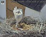 Capi_Dubne_20260523_172003.jpg
